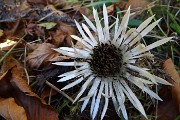 37 Carlina